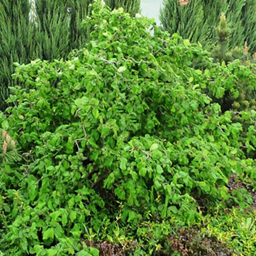    Corylus avellana Contorta  